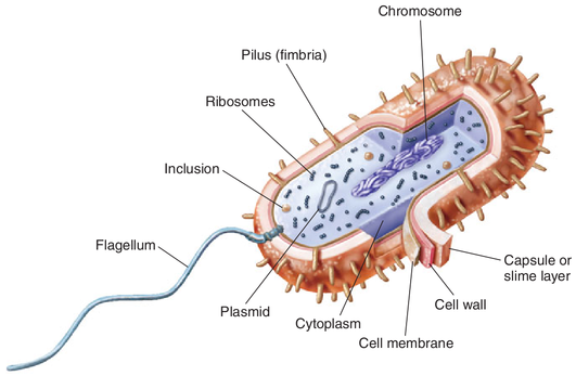 Uma célula bacteriana típica, bacilo com flagelo. (Fonte: Jacquelyn G. Black e Laura J. Black, 2012)