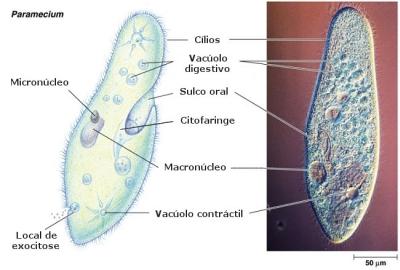 Ilustração e microscopia eletrônica de um Paramécio, um protozoário ciliado típico com comprimento de 100-350 μm.(Fonte: www.sobiologia.com.br/conteudos/Reinos/Protista.phpWikipedia)