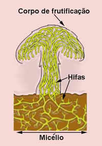 Estrutura geral de um cogumelo.(Fonte: http://3.bp.blogspot.com)