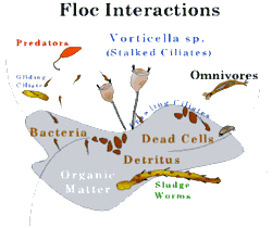 Microrganismos comumente presentes no “ecossistema” de um floco.(Fonte: www.engitech.com/asm.htm)