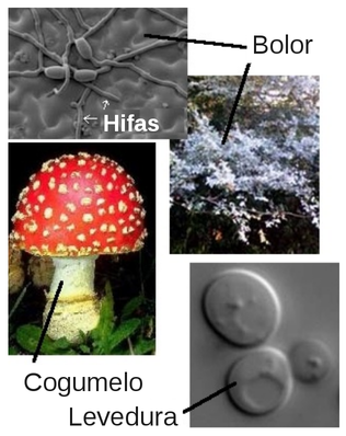 Classificação geral de diferentes fungos com base na morfologia(Fonte: http://water.me.vccs.edu/courses/ENV108/changes/fungi.jpg)