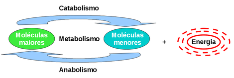 Metabolismo, a soma dos processos anabólicos e catabólicos.(Adaptado de Jacquelyn G. Black e Laura J. Black, 2012)