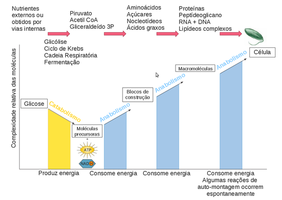 Diagrama simplificado do metabolismo indicando a variação relativa da complexidade molecular. (Adpatado de Cowan, M. Kelly., 2011)