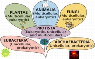 Os 6 Reinos do Mundo Vivo.(Fonte: http://uoitbio2013.wordpress.com/taxonomy/kingdoms-and-domains/)