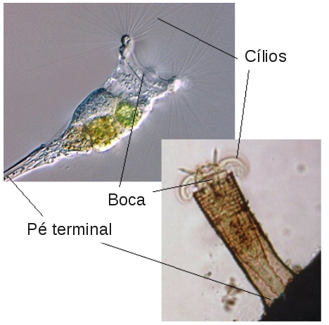 Rotíferos (Fonte: http://water.me.vccs.edu/courses/ENV108/changes/rotifer.jpg))