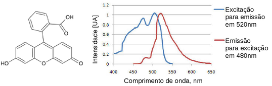 Molécula de Fluoresceína e os espectros de excitação (com medida da emissão em 520 nm) e emissão (com excitação em 480 nm)(Fonte: http://pt.wikipedia.org/wiki/Fluoresceína