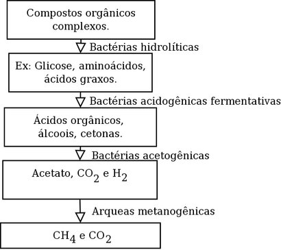 Etapas da digestão anaeróbia